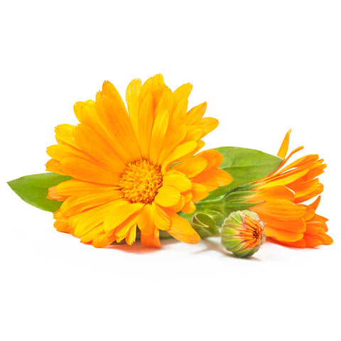 Calendula