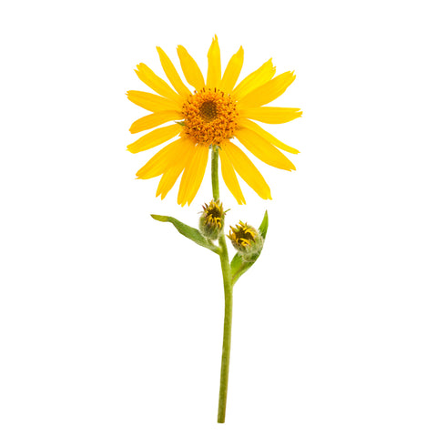 Arnica