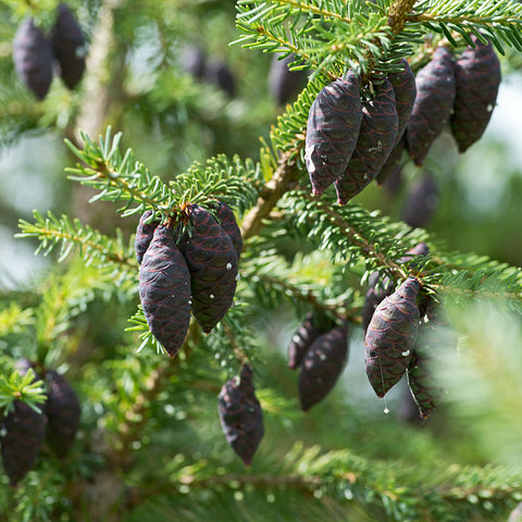 Black Spruce