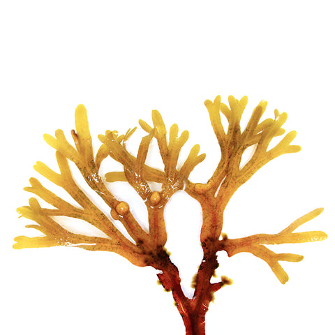 Bladderwrack