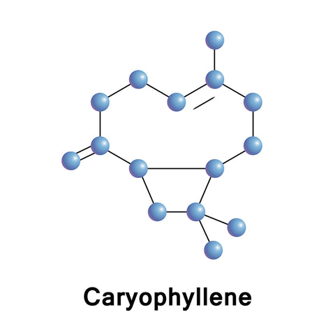 β-Caryophyllene