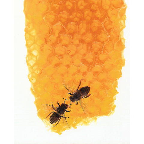 Honey