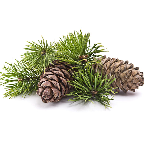 Pine