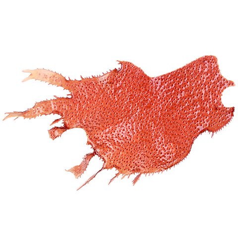 Red Algae