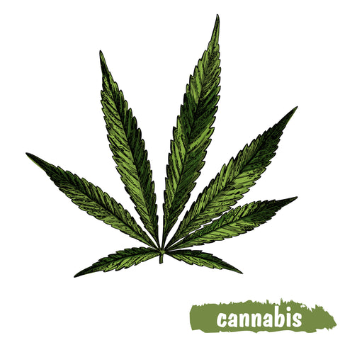 Hemphytol Phyto CBD Cannabinoid Complex