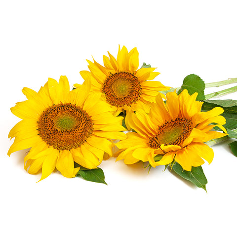 Sunflower Oil