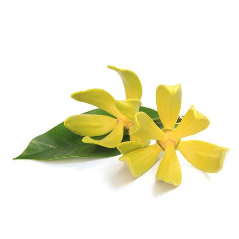 Ylang Ylang