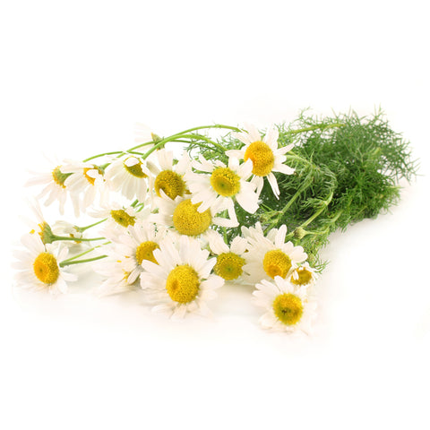 Chamomile