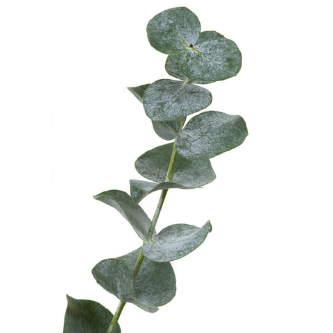 Eucalyptus